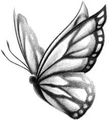 butterfly drawn